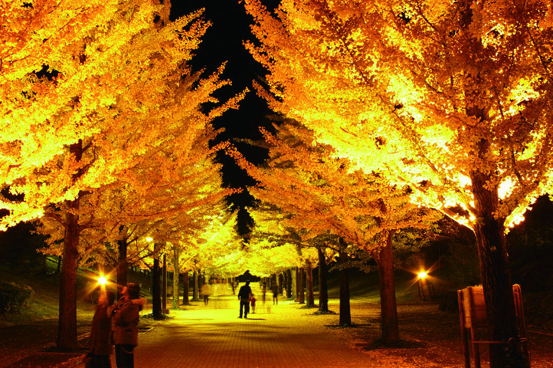 🏞️ 아즈마 종합 운동공원 (아즈마 소고운도코엔) 이미지 2